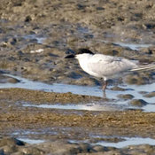 Gull-billed Tern